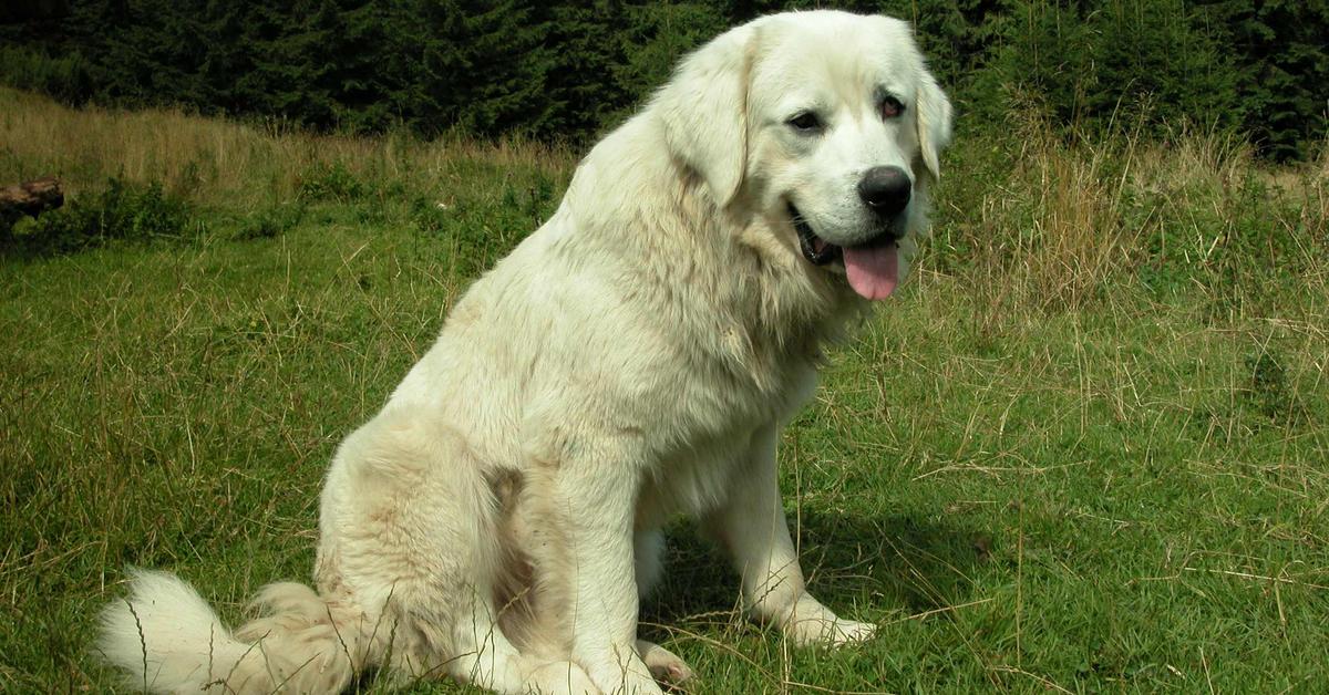 Pictures of Polish Tatra Sheepdog