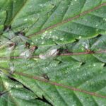 Pictures of Root Aphids