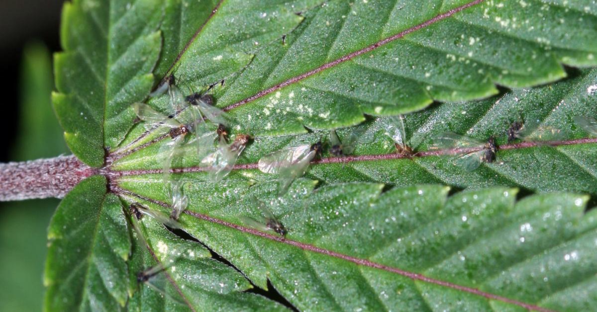 Pictures of Root Aphids