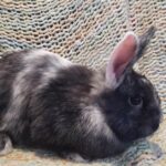 Pictures of Harlequin Rabbit