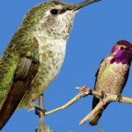 Pictures of Costa’S Hummingbird