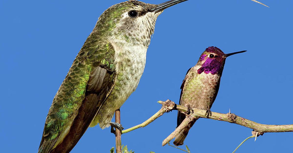 Pictures of Costa’S Hummingbird