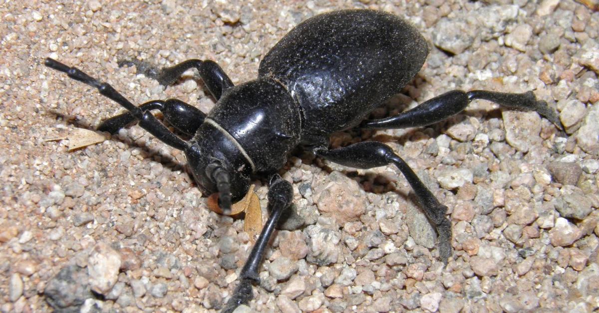 Pictures of Pinacate Beetle