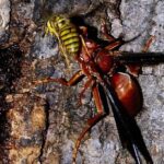 Pictures of Red Paper Wasp