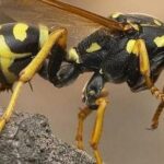 Pictures of Executioner Wasp