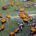 Pictures of Yellow Aphids