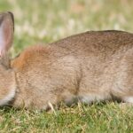 Pictures of Mini Lop