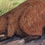 Pictures of Giant Beaver