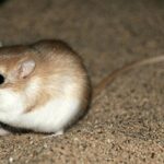 Pictures of Kangaroo Mouse