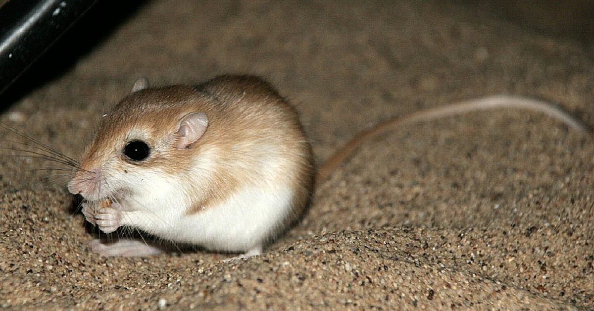 Pictures of Kangaroo Mouse