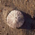 Pictures of Sand Dollar