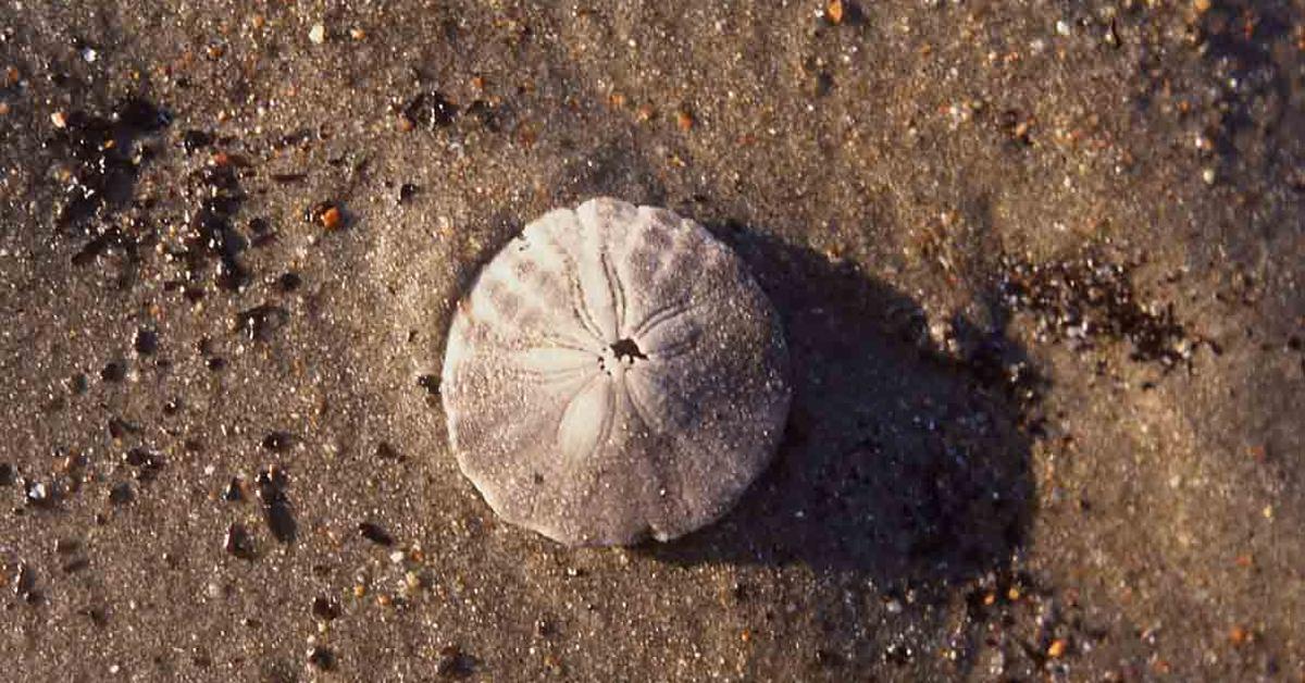 Pictures of Sand Dollar