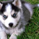 Pictures of Finnish Lapphund