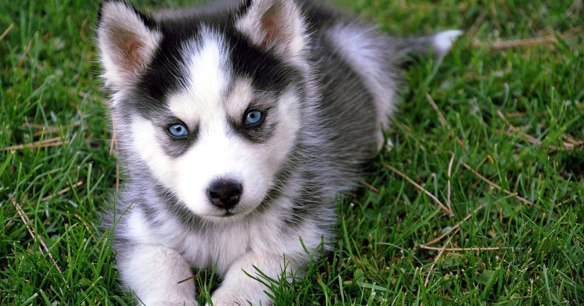 Pictures of Finnish Lapphund