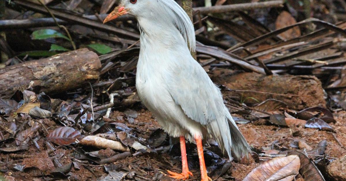 Pictures of Kagu