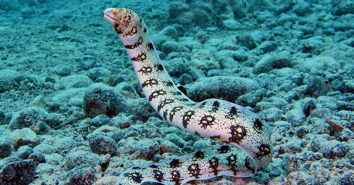 Pictures of Snowflake Eel