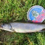 Pictures of Brook Trout