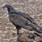 Pictures of Turkey Vulture