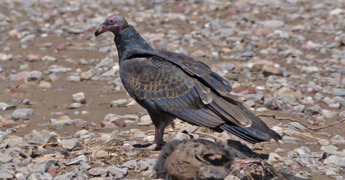 Pictures of Turkey Vulture