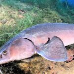 Pictures of Beluga Sturgeon