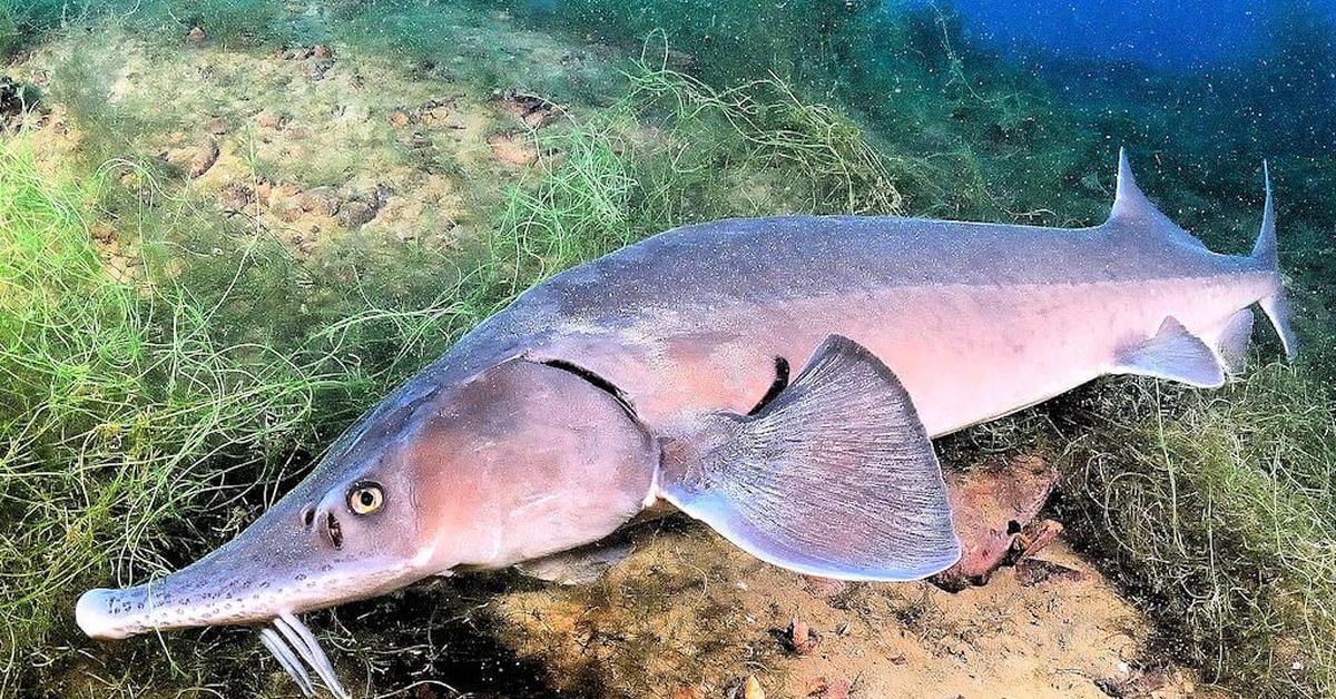 Pictures of Beluga Sturgeon