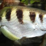 Pictures of Archerfish