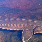 Pictures of Atlantic Sturgeon