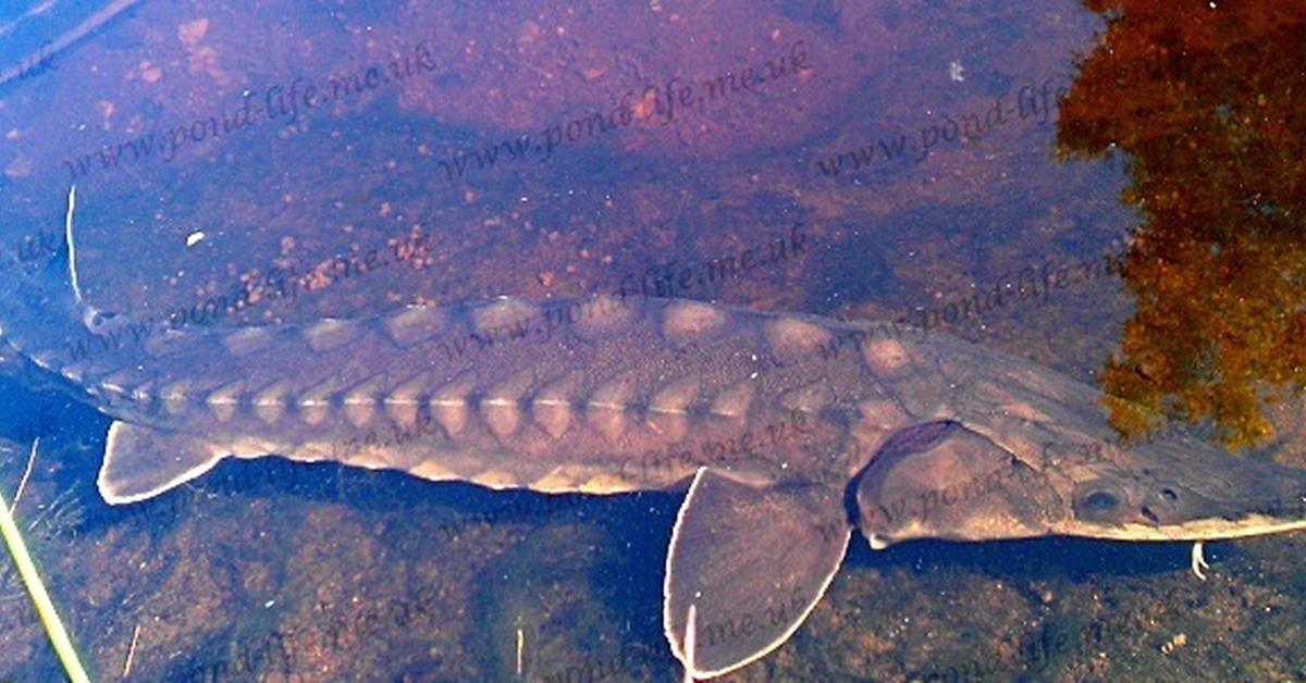 Pictures of Atlantic Sturgeon