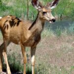 Pictures of Mule Deer