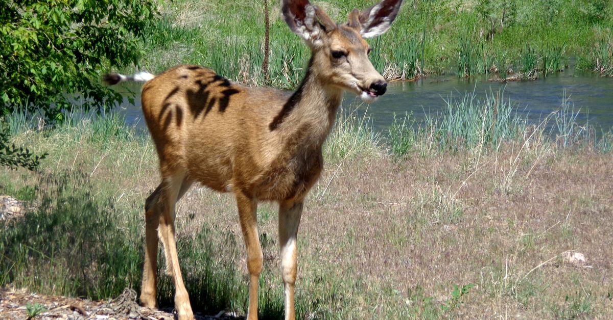 Pictures of Mule Deer