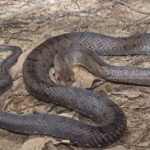 Pictures of De Kays Brown Snake