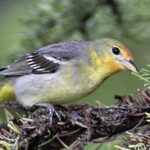 Pictures of Western Tanager