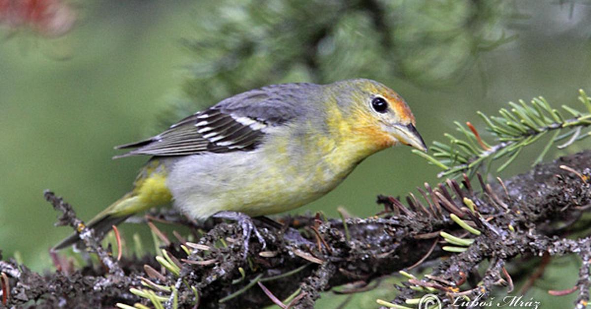 Pictures of Western Tanager