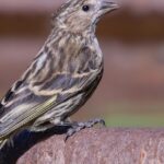 Pictures of Pine Siskin