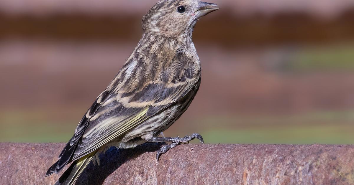 Pictures of Pine Siskin