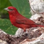 Pictures of Hepatic Tanager