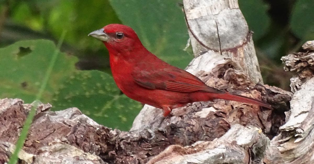 Pictures of Hepatic Tanager