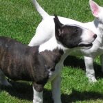 Pictures of Bull And Terrier