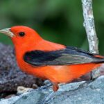 Pictures of Scarlet Tanager