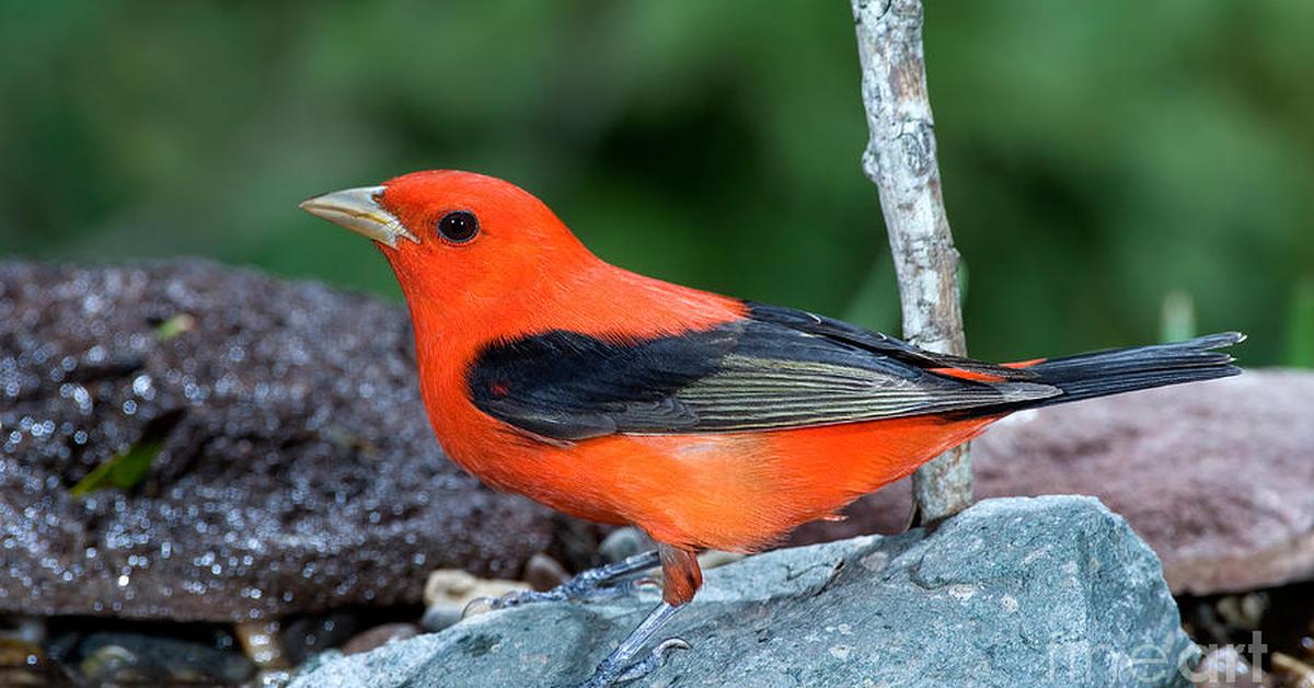 Pictures of Scarlet Tanager