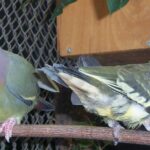 Pictures of Pink-Necked Green Pigeon