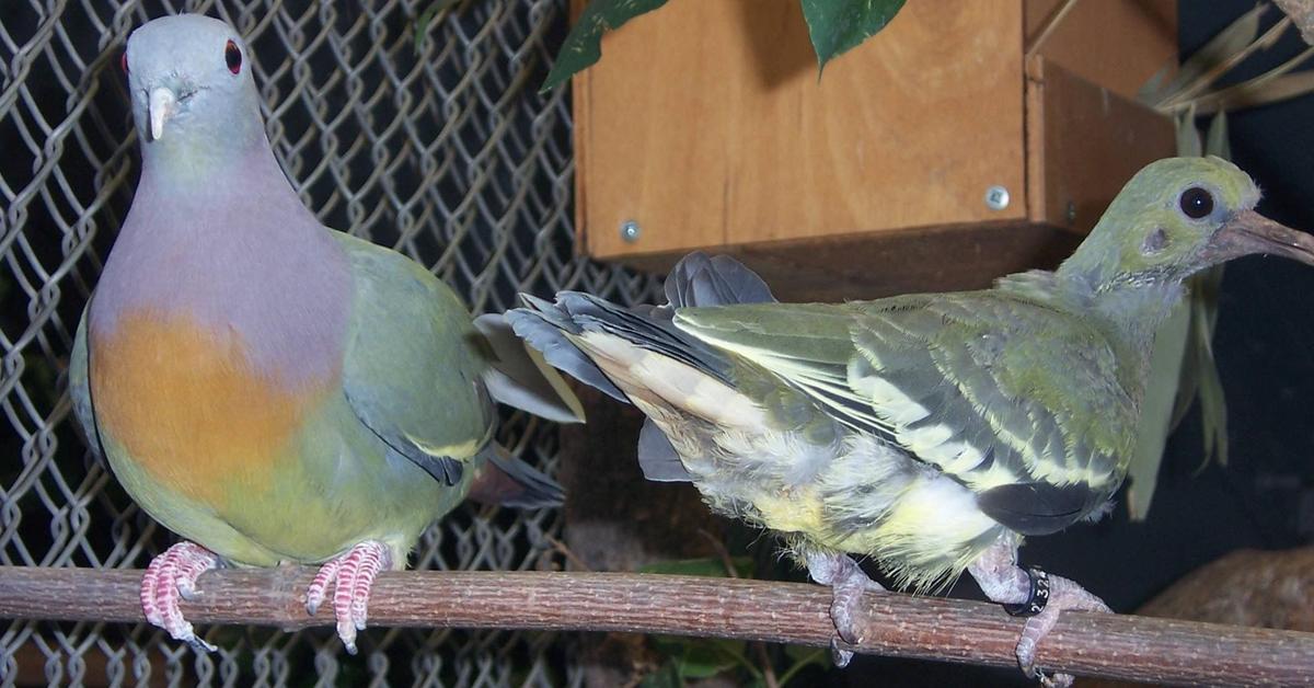 Pictures of Pink-Necked Green Pigeon