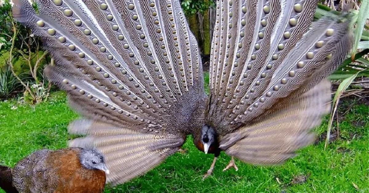 Pictures of Northern Screamer