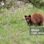 Pictures of Cinnamon Bear