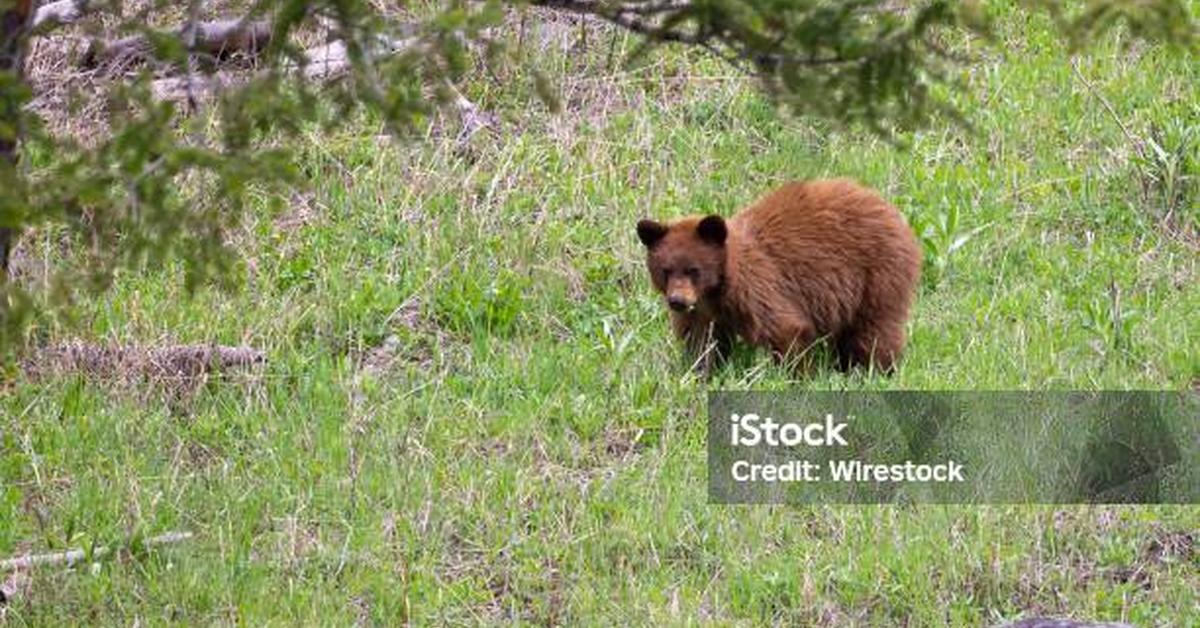 Pictures of Cinnamon Bear