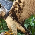 Pictures of Sharp-Shinned Hawk