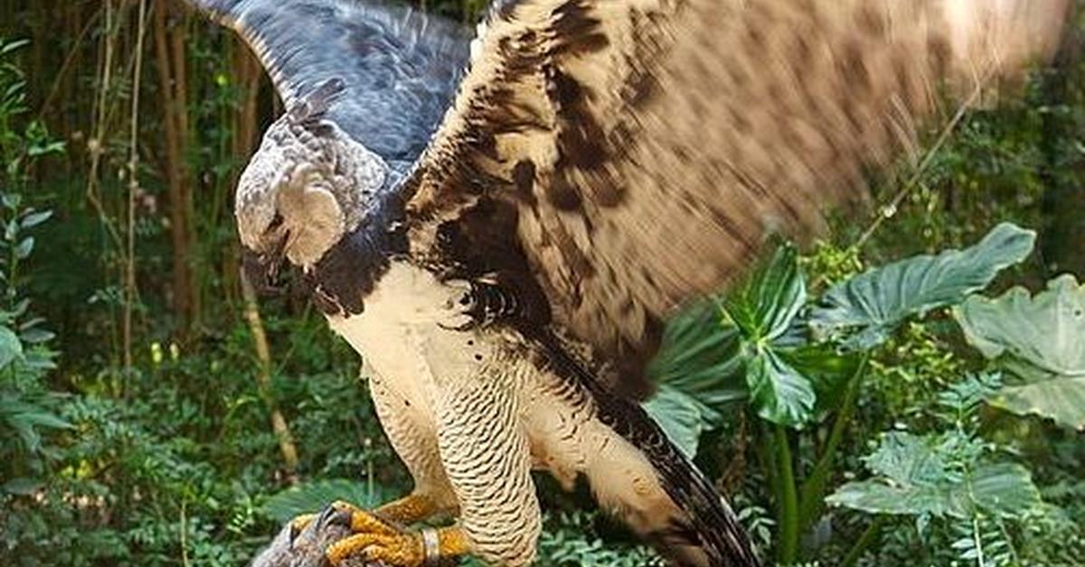 Pictures of Sharp-Shinned Hawk