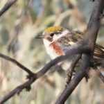 Pictures of Chestnut-Sided Warbler