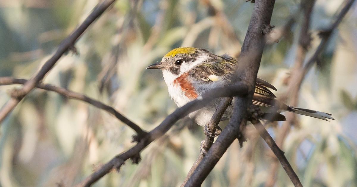 Pictures of Chestnut-Sided Warbler