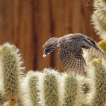 Pictures of Cactus Wren